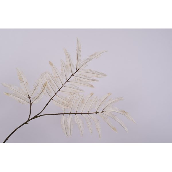 ΚΛΑΔΙ ΦΤΕΡΗΣ CREAM