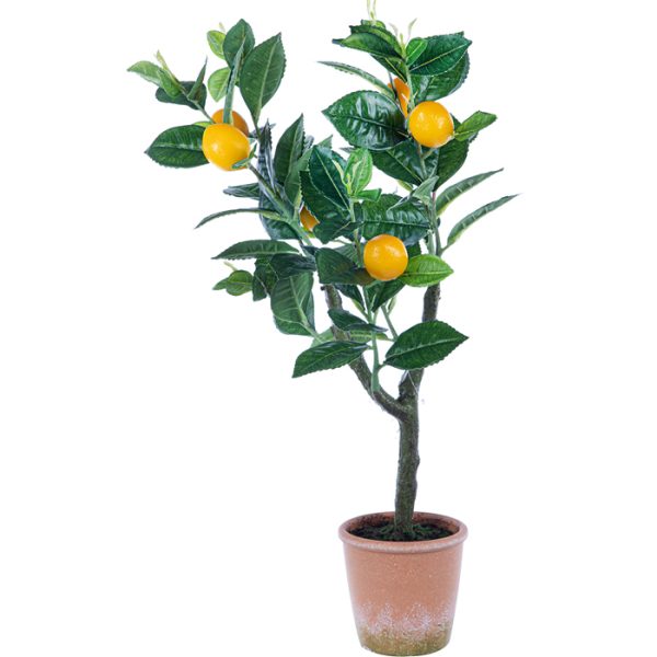 ΛΕΜΟΝΙΑ ΦΥΤΟ ΣΕ ΚΕΡΑΜΙΚΗ ΓΛΑΣΤΡΑ 55cm