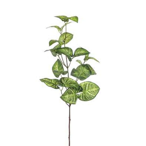 ΚΑΛΑΔΙΟΥΜ ΚΛΑΔΙ 11ΦΥΛΛΑ H70cm