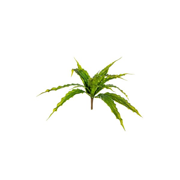 ΑΣΠΛΗΝΙΟ ΚΛΑΔΙ ΠΡΑΣΙΝΟ 40cm