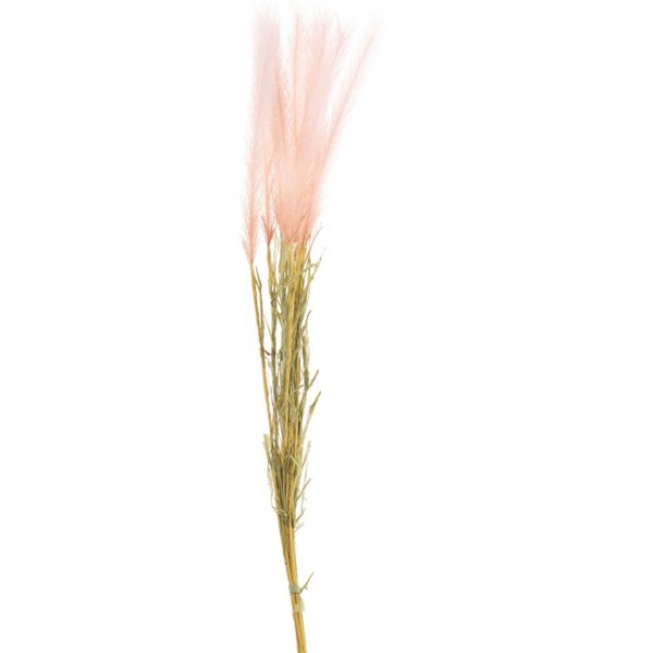 ΠΕΝΙΣΕΤΟ ΚΛΑΔΙ ΡΟΔΑΚΙΝΙ x 10 H86cm