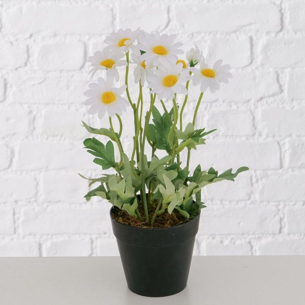 ΜΑΡΓΑΡΙΤΑ DAISY ΓΛΑΣΤΡΑ H28cm