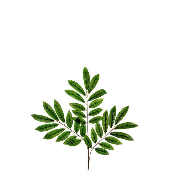 ΚΛΑΔΙ ΦΥΛΛΩΝ MANGO X33 ΦΥΛΛΑ  YΨΟΣ 65 CM