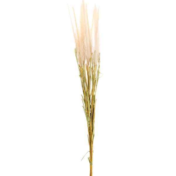 ΠΕΝΙΣΕΤΟ ΚΛΑΔΙ ΚΡΕΜ x 10 H86cm