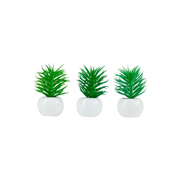 ΠΑΧΥΦΥΤΟ ASS/3 DUDLEYA ΣΕ ΚΕΡΑΜΙΚΟ ΛΕΥΚΟ 12cm