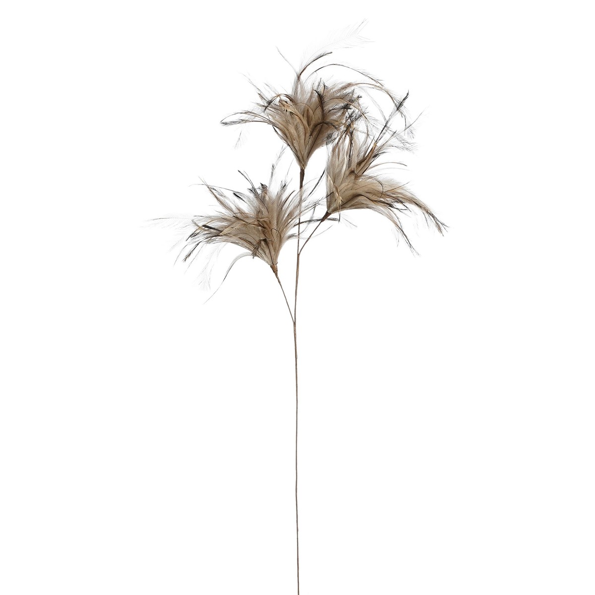 ΠΟΥΠΟΥΛΟ ΚΛΑΔΙ ΚΑΦΕ L75cm feather