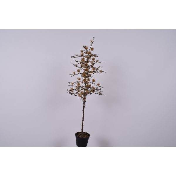 ΠΕΥΚΟ ΣΕ ΓΛΑΣΤΡΑ ΧΡΥΣΟ ΜΙΚΡΟ 86cm