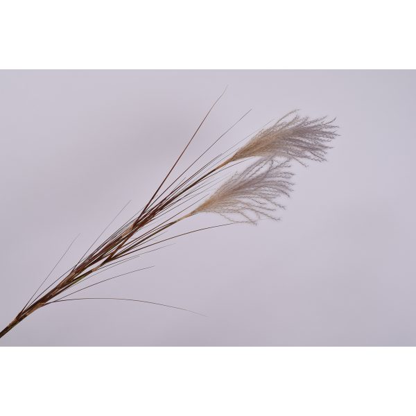 ΚΛΑΔΙ GRASS ΣΚΟΥΡΟ ΡΟΖ/ PINK DK